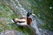 Duck in water.