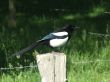 A magpie.