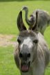 Big mouth donkey.