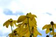 Flowers against the sky.