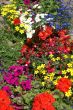 Flowers in all colors.