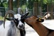 Goats.