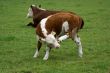 Calf with an itch.