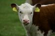 Hereford calf with tongue in nose.