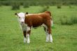 Young hereford cow standing up.