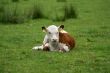 A calf resting.
