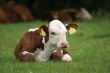 Calf lying down.