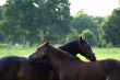 Two horses...
