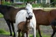 Mare with foal.