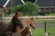 Horse in the wind.