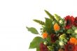 red gerbera`s