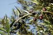 Olives