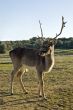 Red Deer - Cervus elaphus