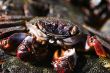 Cooked crab