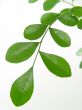 leaf of `Murraya exotica`