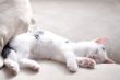 White kitten is sleeping