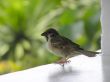 maya bird