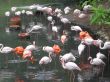 flamingos
