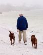 Dogs on Beach
