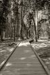 Forest Path