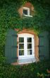 Windows With Ivy