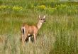 Doe