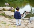 Ducks