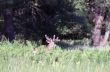 Buck