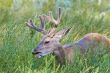 Wild Buck