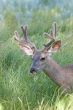 Wild Buck