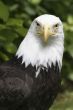 Eagle Closeup 2