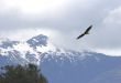 Eagle Soaring 2