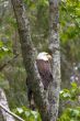 Eagle in Tree