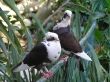 pigeons