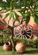Garden Still Life