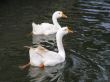 swimming geese