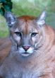 Florida Panther