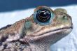 Frog Closeup