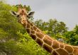 Giraffe 2