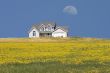 House in the Meadow