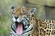 girl Yawning