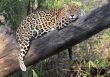 Lazy Leopard