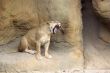 Lioness Yawning