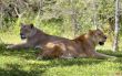 Lionesses