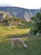 Llama Grazing