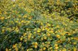 wild sage flower garden