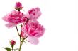 Rose card