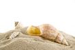 Shells on the beach