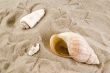 shells with footprints