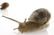 slow snail